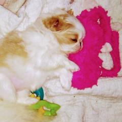 Japanese Chin Puppies from Mystike Japanese Chin