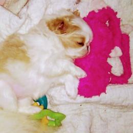 Japanese Chin Puppies from Mystike Japanese Chin