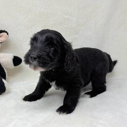Daisy - Black female Goldendoodle puppy in Casselberry, Florida from My Little Doodle