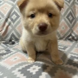 Girl 1 - Chocolate female Pomsky puppy in Harpers Ferry, West Virginia from Brandie Kelley
