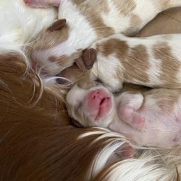 Cavalier King Charles Spaniel Puppies from HiCaliber Cavaliers