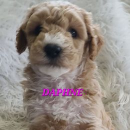 Daphne - Apricot female Poodle puppy in Mansfield Center, Connecticut from Arrfs Poodles