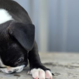 Boston Terrier Puppies from BellaBlu's Babes