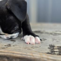 Boston Terrier Puppies from BellaBlu's Babes