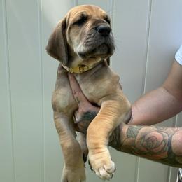 White collar - Fawn female Great Dane puppy in Warren, Ohio from Loyal-Loves Great Danes