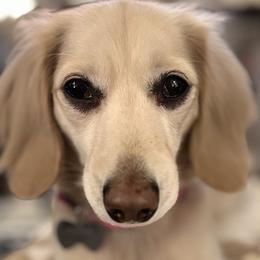Dachshunds from Sarah Linsenmeyer