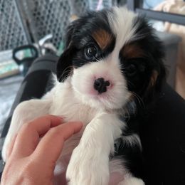 Cavalier King Charles Spaniel Puppies from Alohana Cavaliers