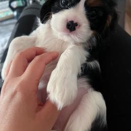 Cavalier King Charles Spaniel Puppies from Alohana Cavaliers