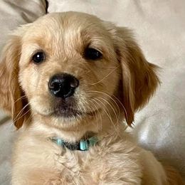 Golden Retrievers from Natasha Christensen