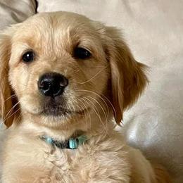 Golden Retrievers from Natasha Christensen