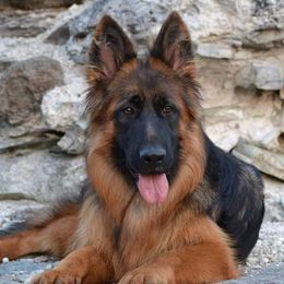 Festina - German Shepherd
