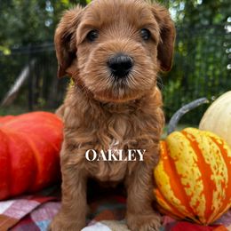Australian Labradoodle Puppies from Taylor Creek Labradoodles