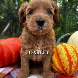 Australian Labradoodle Puppies from Taylor Creek Labradoodles