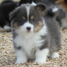 Bluie Boy 2 - Blue male Pembroke Welsh Corgi puppy in Cameron, Texas from Moonstone Corgis & Frenchies