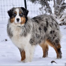 Miha - Australian Shepherd