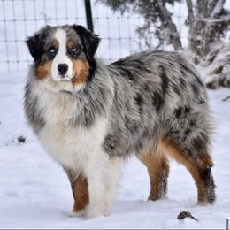 Miha - Australian Shepherd