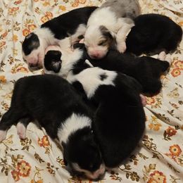Australian Shepherd puppies from Nana's Wild and Wonderful Aussies