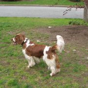 Welsh Springer Spaniel Puppies from Teri Kavakos