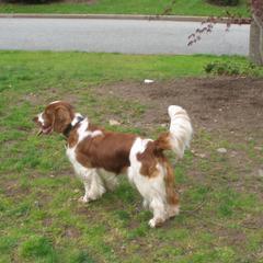 Welsh Springer Spaniel Puppies from Teri Kavakos