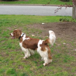 Welsh Springer Spaniel Puppies from Teri Kavakos