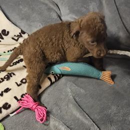 Pink - Brown female Chesapeake Bay Retriever puppy in Merlin, Oregon from Creekside Chesapeakes