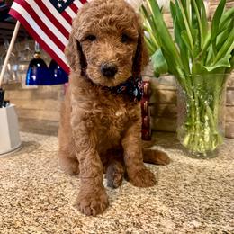 Teddy - Apricot male Goldendoodle puppy in De Land, Florida from Rezapour Doodle Estate