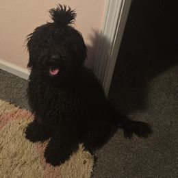 Cookie - Goldendoodle