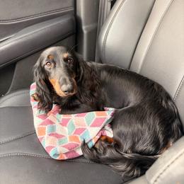 Winston - Dachshund