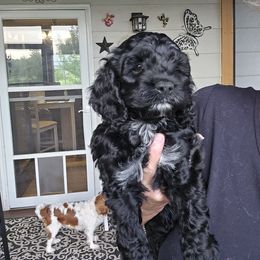 Sabrina - Black and white female Cockapoo puppy in Maize, Kansas from Happy Doodles- Cockapoo and Cavapoo puppies