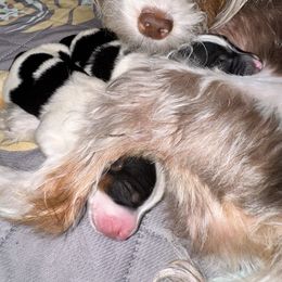 Yorkshire Terrier Puppies from Xclusive Petz