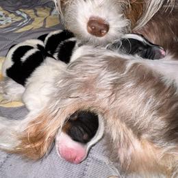 Yorkshire Terrier Puppies from Xclusive Petz