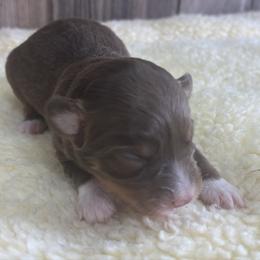 Scarlett - Red tri female Miniature Australian Shepherd puppy in Geary, Oklahoma from Helm Farms Aussies