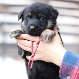 Trixie - Black and tan female German Shepherd puppy in Augusta, West Virginia from Vom Haus Highlands