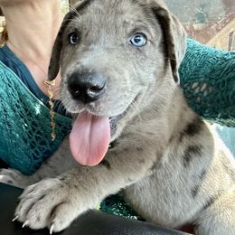 Great Dane Puppies from Florida Danes