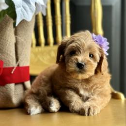 Aurora - Red  female Goldendoodle puppy in Adolphus, Kentucky from Deerly Poodles