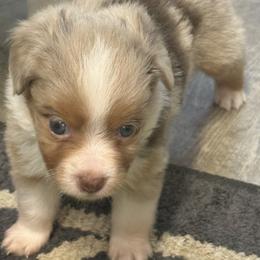 RED - Red merle male Toy Australian Shepherd puppy in Luzerne, Iowa from Rouse's Aussies