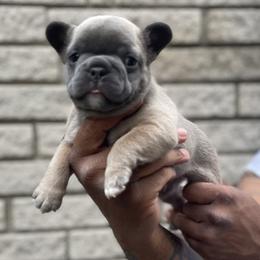 French Bulldog Puppies from Mid Coast Frenchies