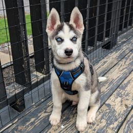 Rocky - Black and white male Siberian Husky puppy in Kennesaw, Georgia from King Husky Puppies