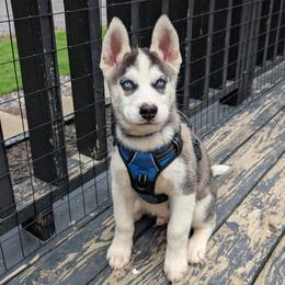 Rocky - Black and white male Siberian Husky puppy in Kennesaw, Georgia from King Husky Puppies