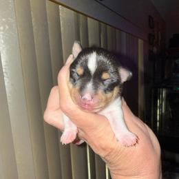 Ruby male 1 - White black and tan male Toy Fox Terrier puppy in Clermont, Florida from Debbie Hiles's Toy Fox Terriers