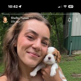 Cavalier King Charles Spaniel Puppies from Royal Country Cavaliers of Missouri