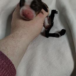 Black collar - Liver white and tan male English Springer Spaniel puppy in Redding, California from Springer's Journey Spaniels California