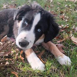 Orbit - Black tri male Miniature American Shepherd puppy in Ruffin, North Carolina from Valkyrie Adventures