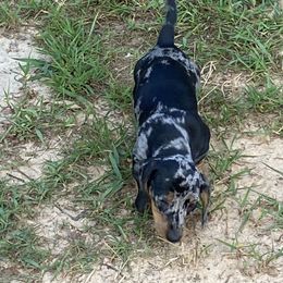 Dusty is a happy little guy. Actually not so little as he is the largest in the litter at the moment. Very loving and sweet. Has a good appetite. Loves to play inside or out! - Dapple male Dachshund puppy in South Carolina from Rock Lake Farm