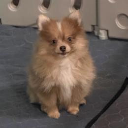 Boy 1 - Tri-colored male Pomeranian puppy in Decatur, Iowa from Lisa Greenhalgh