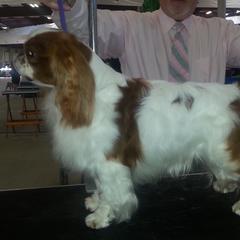 HAZEL - English Toy Spaniel