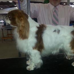 HAZEL - English Toy Spaniel
