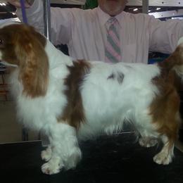 HAZEL - English Toy Spaniel