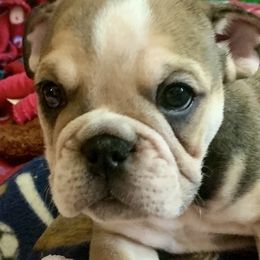 Bulldogs from Bulldogs of Denver