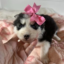 Solo - Black and white female Pomsky puppy in Leesburg, Virginia from Capital Pomsky